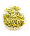 Dried Chamomile Blossoms Loose Organic