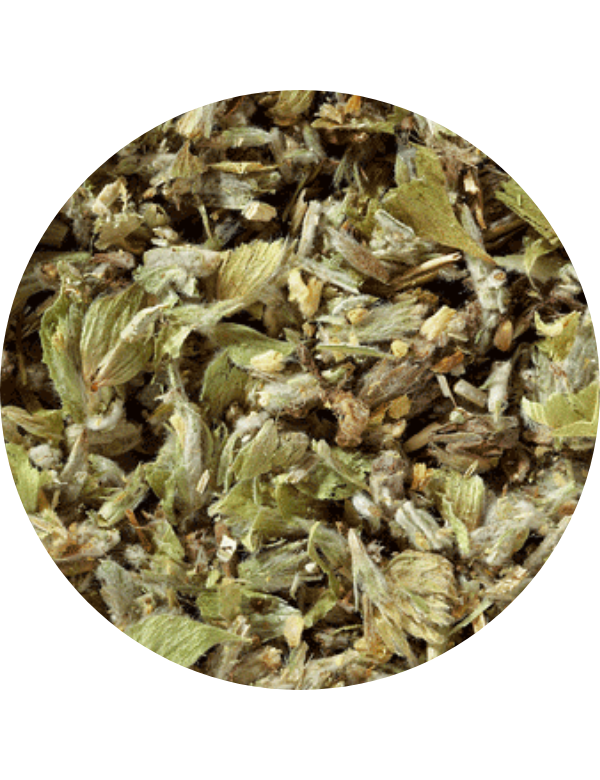 Greek Mountain Tea Cut